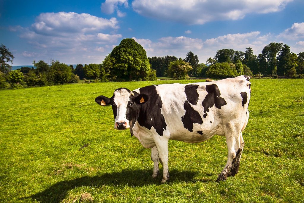 cow-2132526_1920 cow-2132526_1920