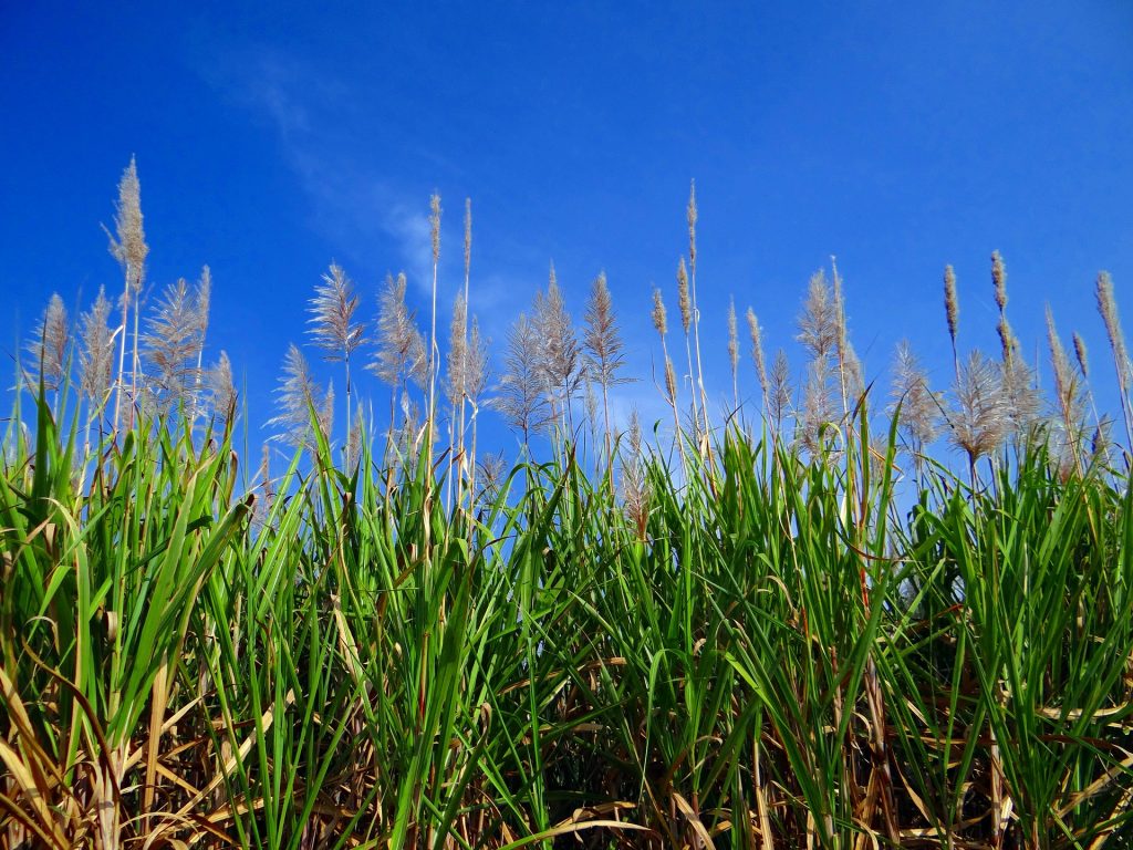 sugarcane-253205_1920 sugarcane-253205_1920