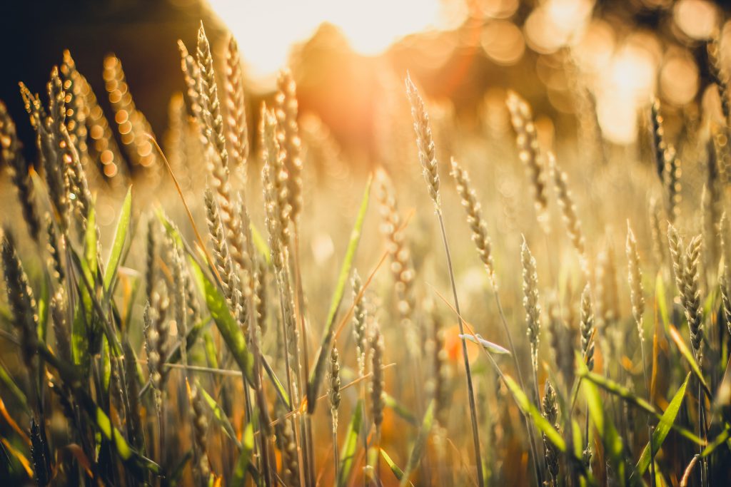 Wheat field with burning sunset backlight Wheat field with burning sunset backlight
