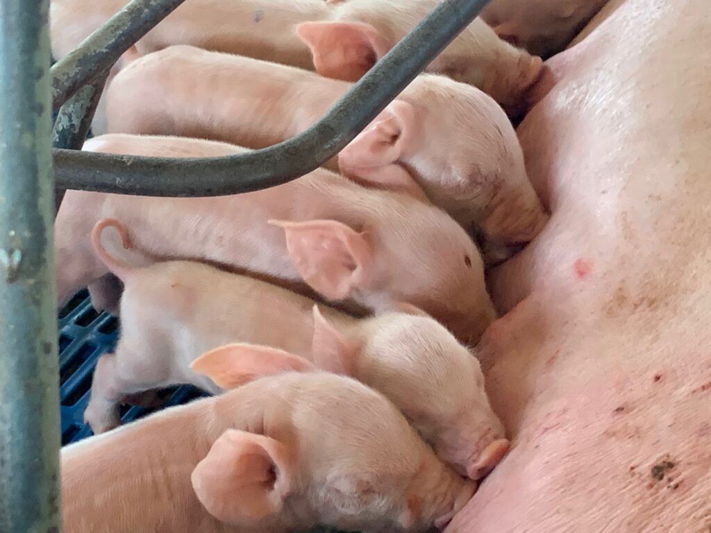 One-day piglets in Bahia state Brazil - credit - Daniel Azevedo One-day piglets in Bahia state Brazil - credit - Daniel Azevedo
