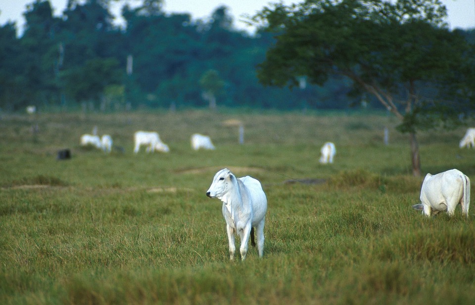 cattle-387131_960_720 cattle-387131_960_720