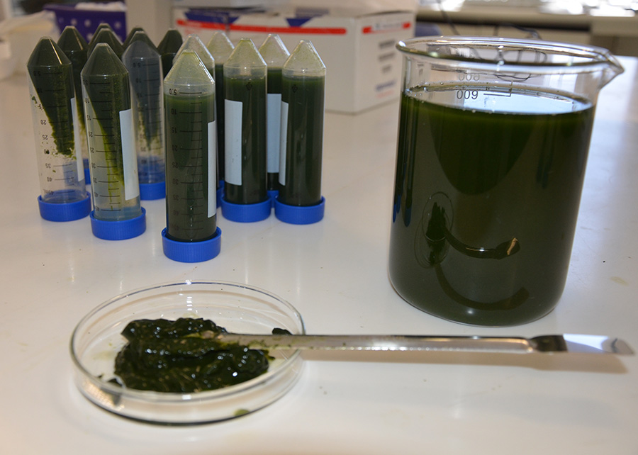 bioinsumo alga
