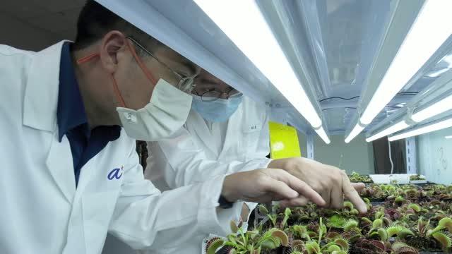 plantas elétricas