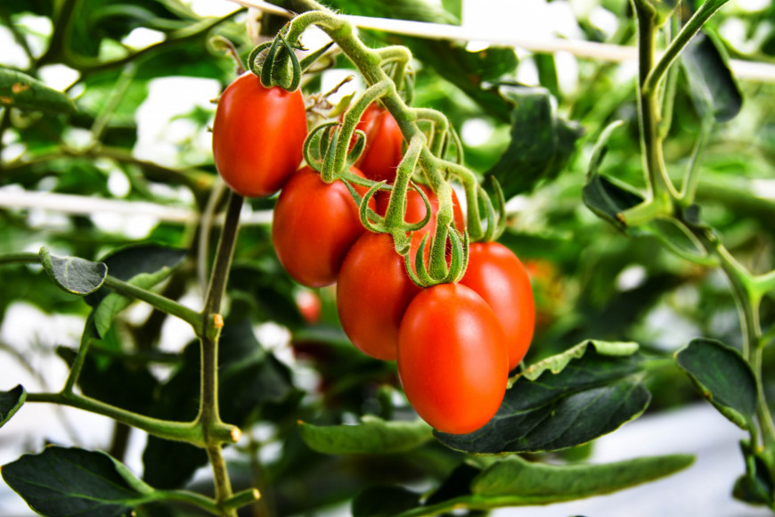 edição gênica tomate