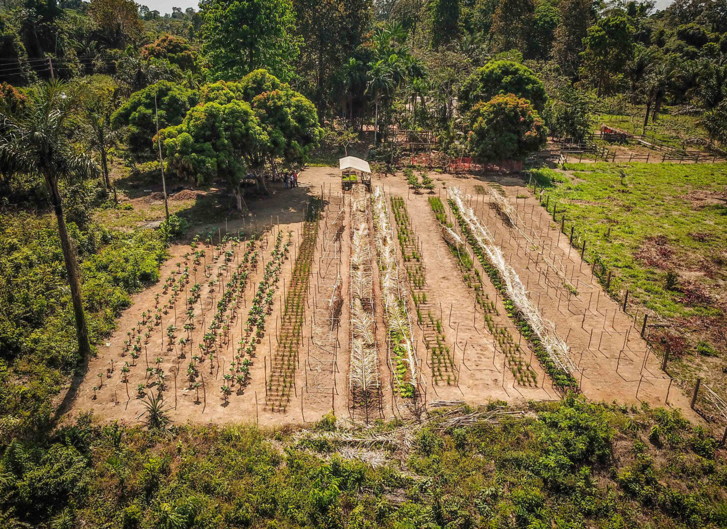 Agrofloresta