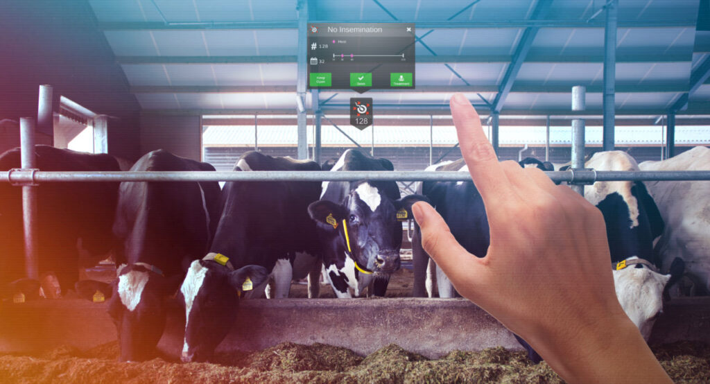 vacas realidade aumentada 2